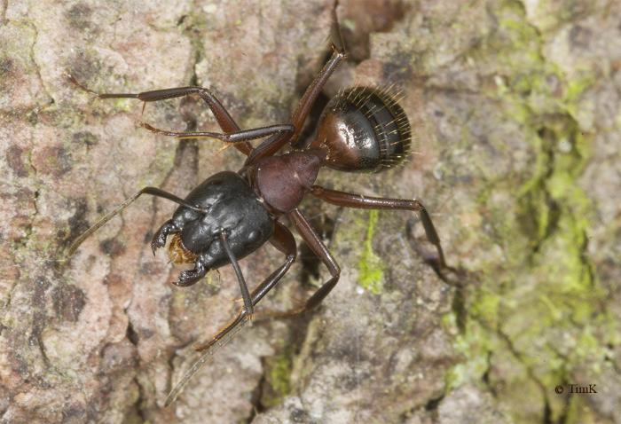 Camponotus ligniperda 2.jpg